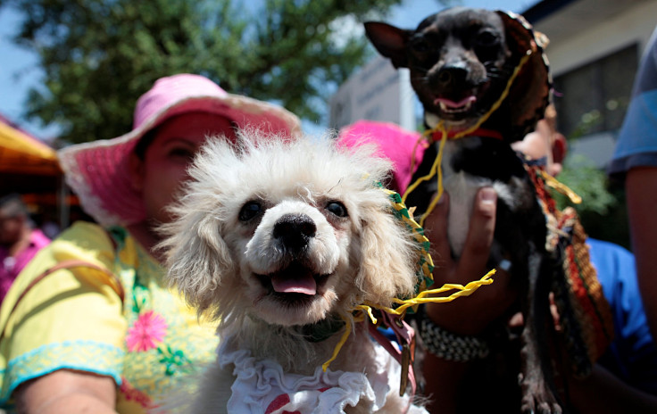 Pet Day