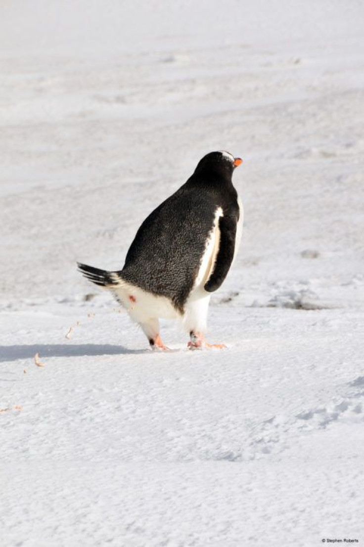penguin-poop