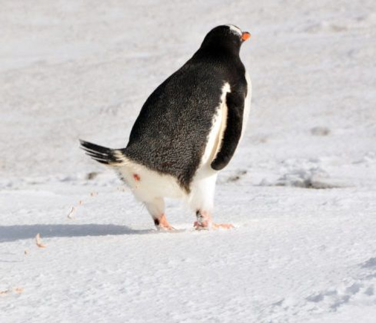 penguin-poop