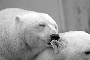polar-bear-196318_1920