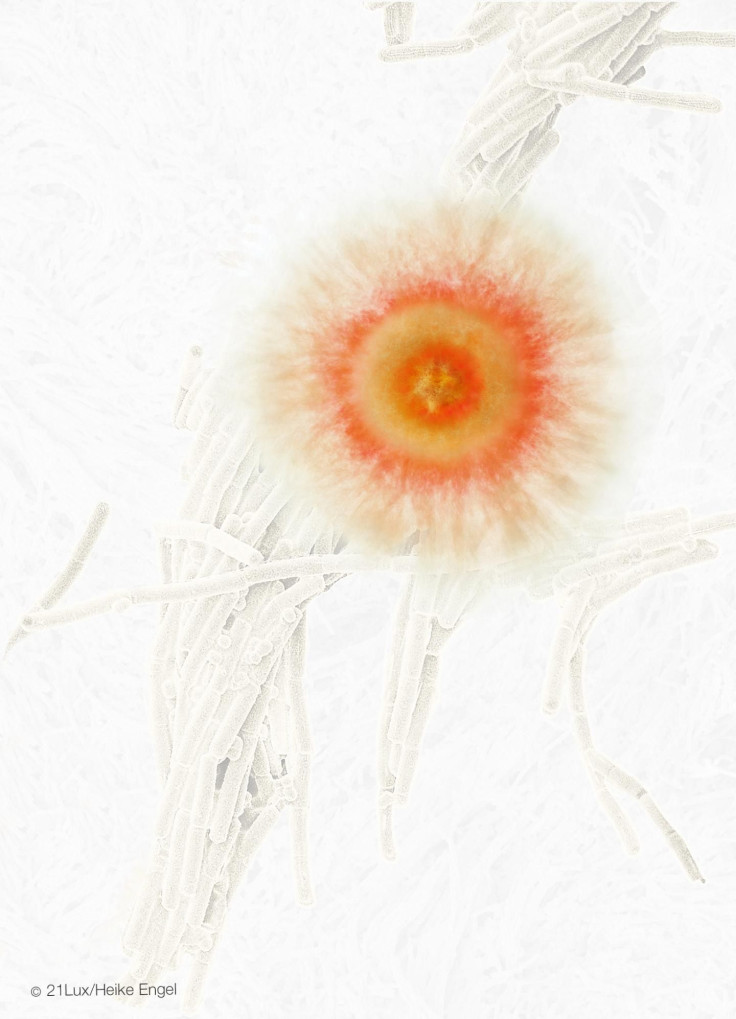 BacteriumFungus