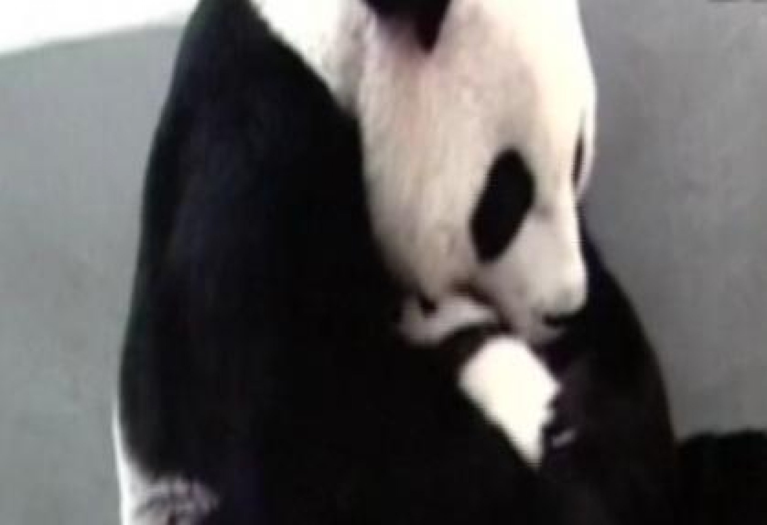 Giant Panda Cub Feeds For First Time After Meeting Mom
