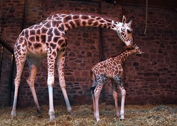 April The Giraffe Baby Name: How To Choose Calf’s Moniker After Mom