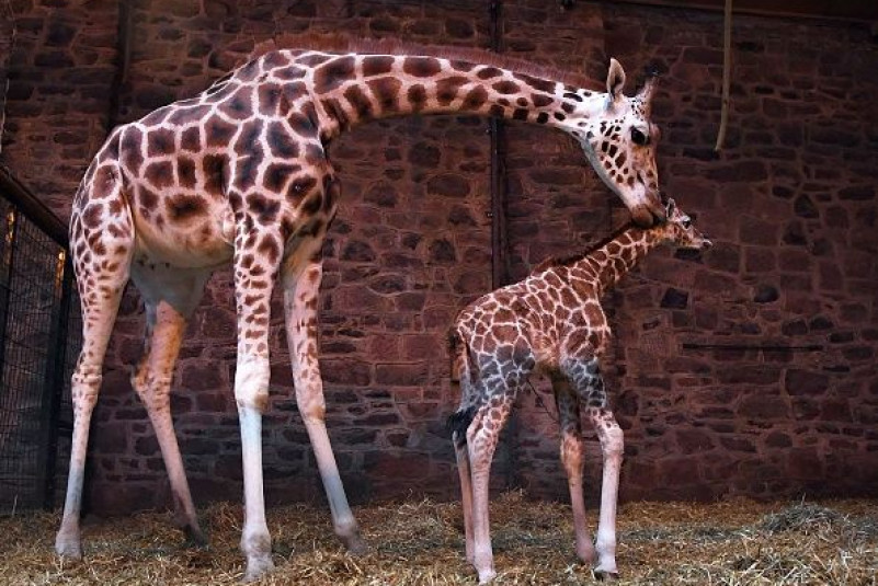 April the Giraffe