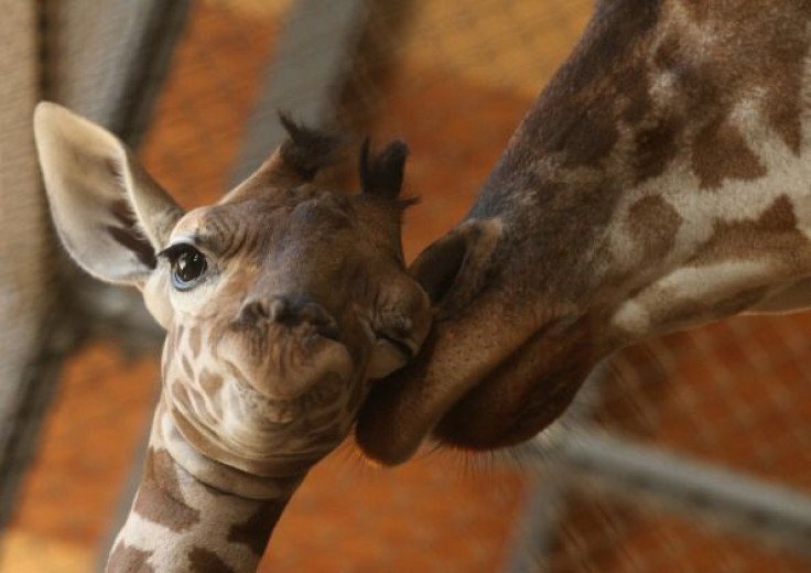 Giraffe April zoo birth