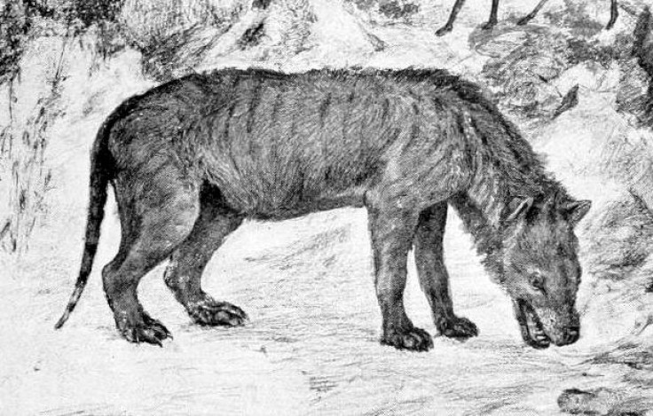 hyaenodon