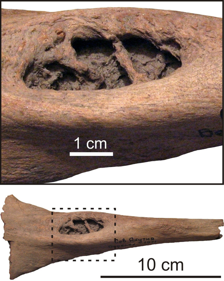 mammoth-bones3