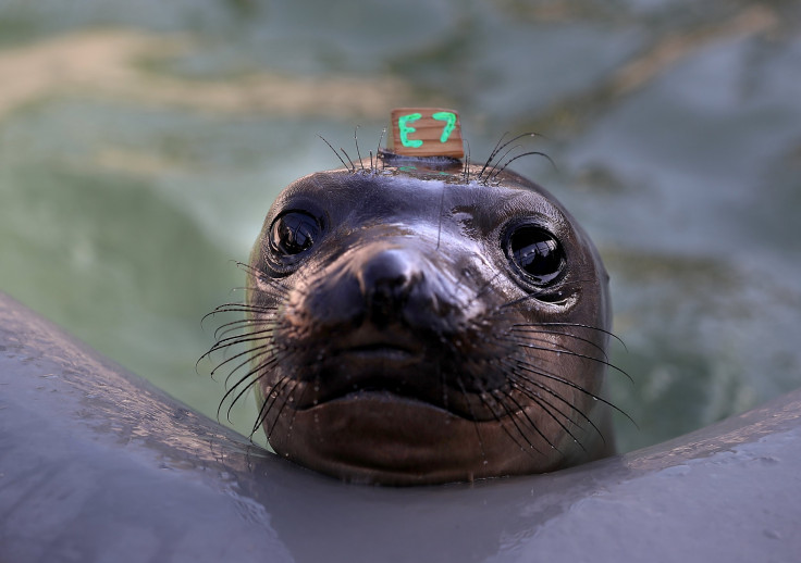 Baby Elephant Seal