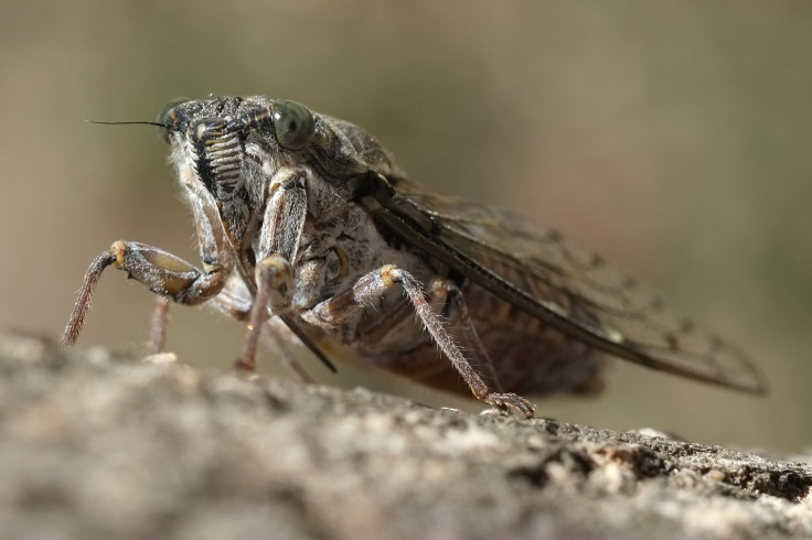 cicada