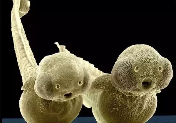 zebrafish