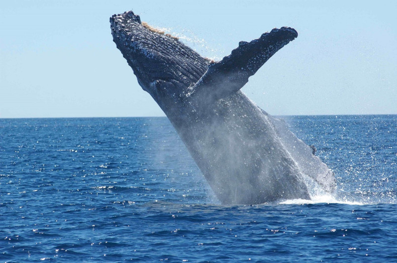 humpback-whale-1945416_1920