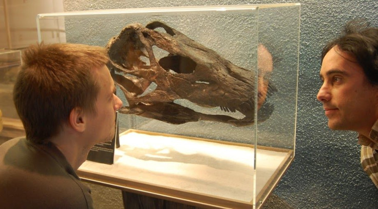 GaleamopusPabstiSkull