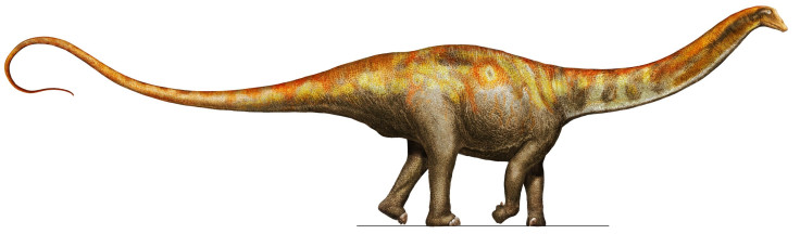 GaleamopusPabstiReconstruction