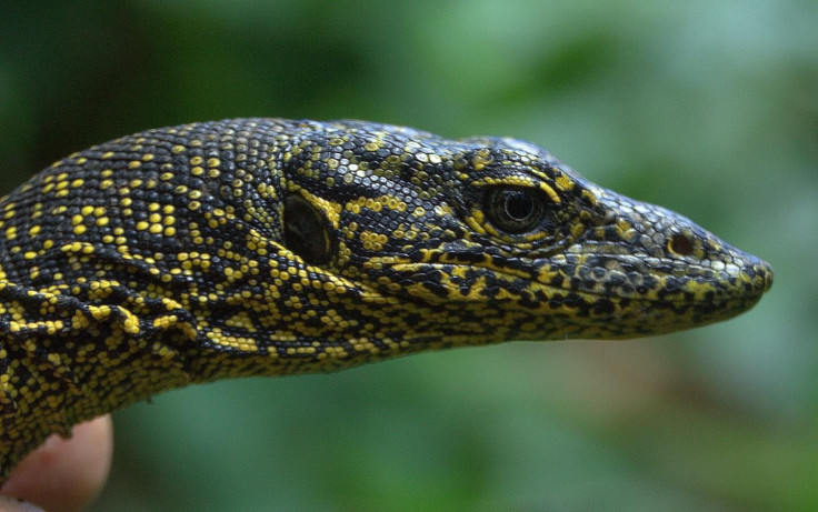 monitor-lizard