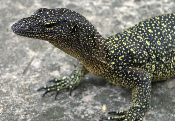 monitor-lizard2