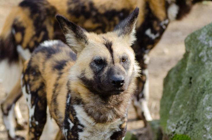 african-wild-dog-1852820_1920