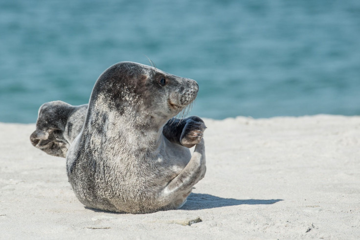 grey-seal-2164736_1920