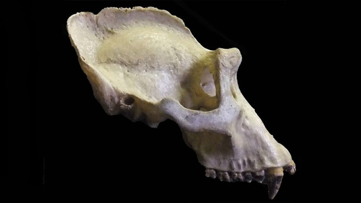 Gorilla-skull