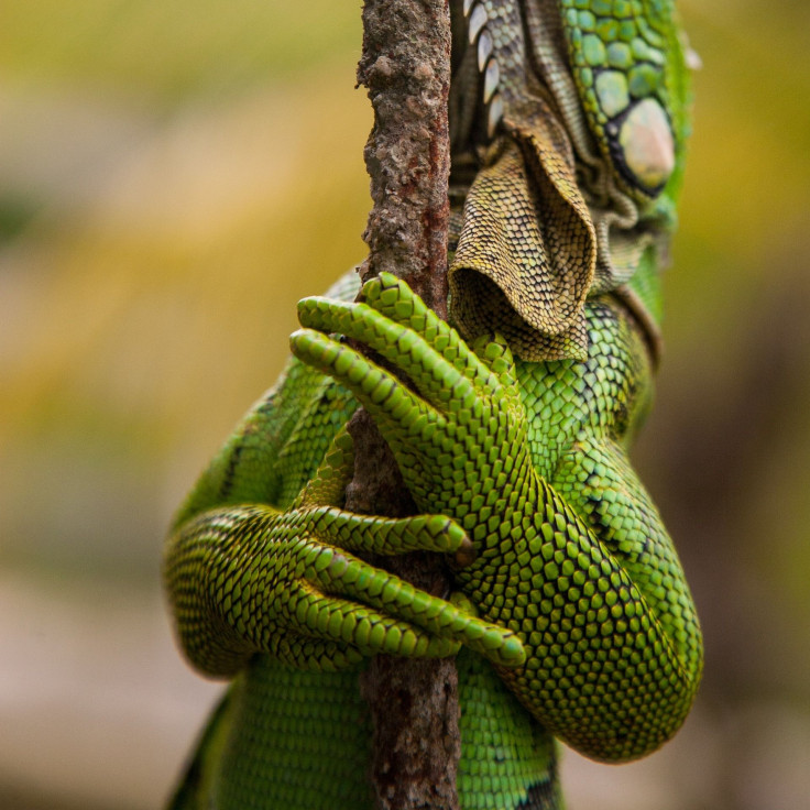 lizard-hands