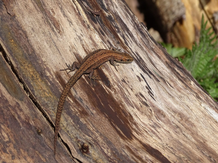 common-lizard-2033818_1920