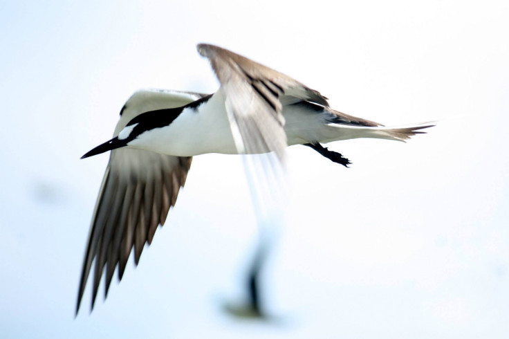 sooty-tern-flight