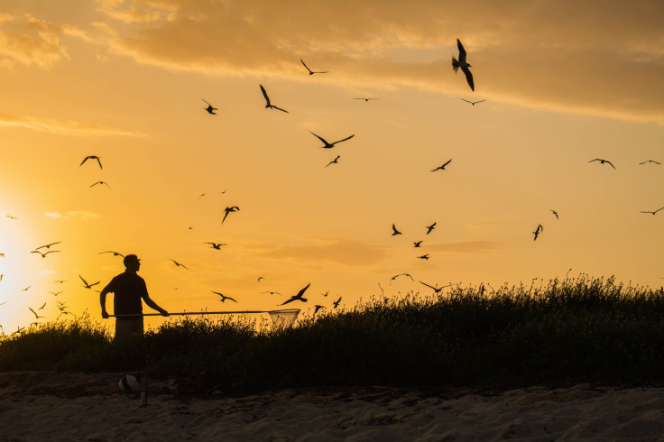 sooty-terns