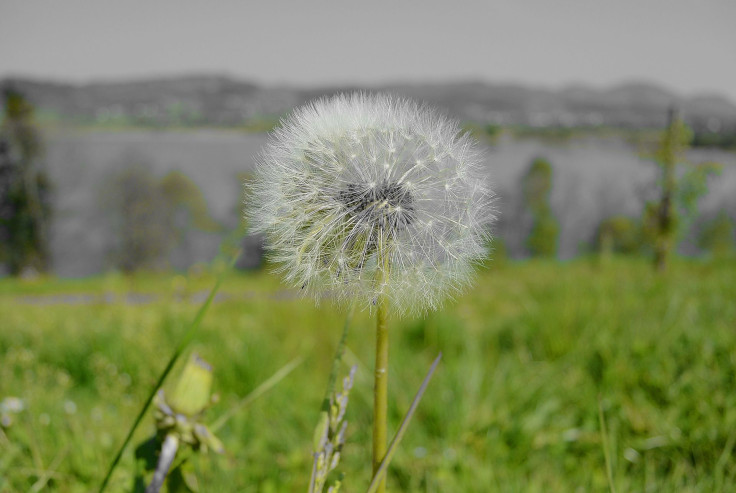 dandelion allergy season