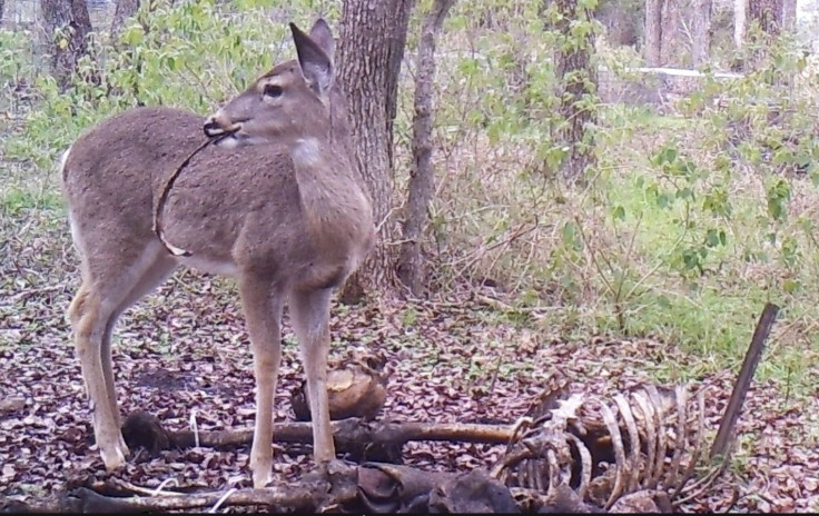 White-tailed deer with human ribcage