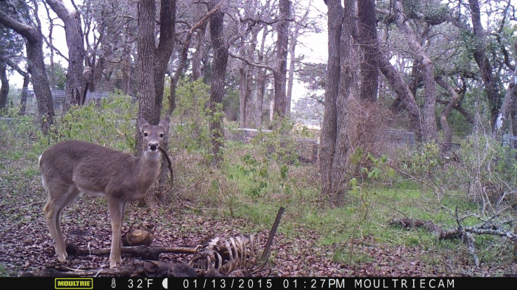 Deer at Forensic Anthropology Research Facility (FARF) at Texas State’s Freeman Ranch