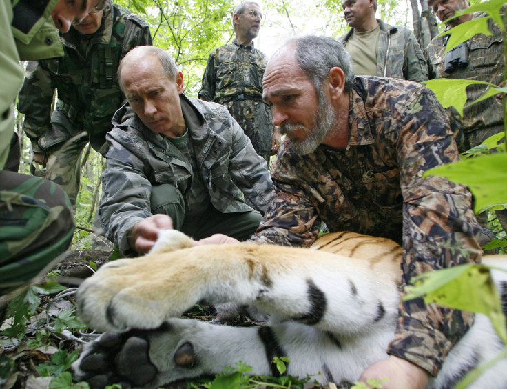 putin tiger