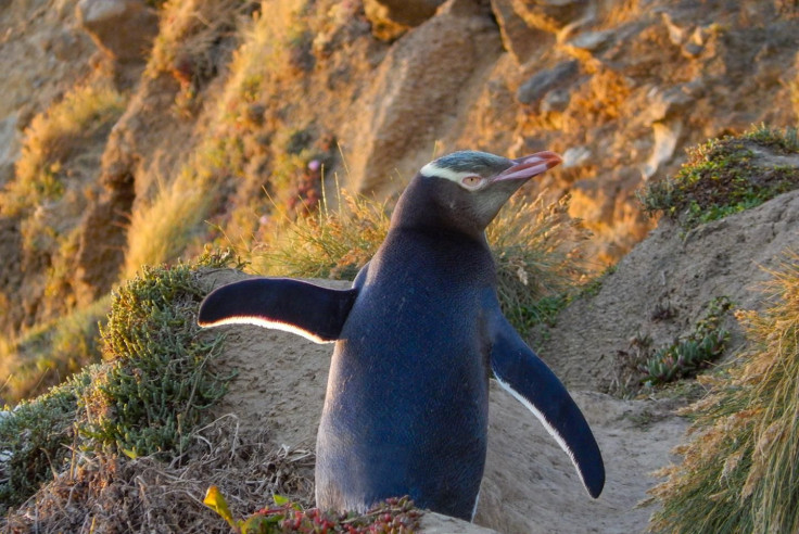 yellow-eyed-penguin