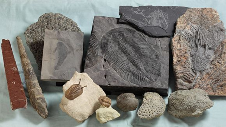 OrdovicianFossils