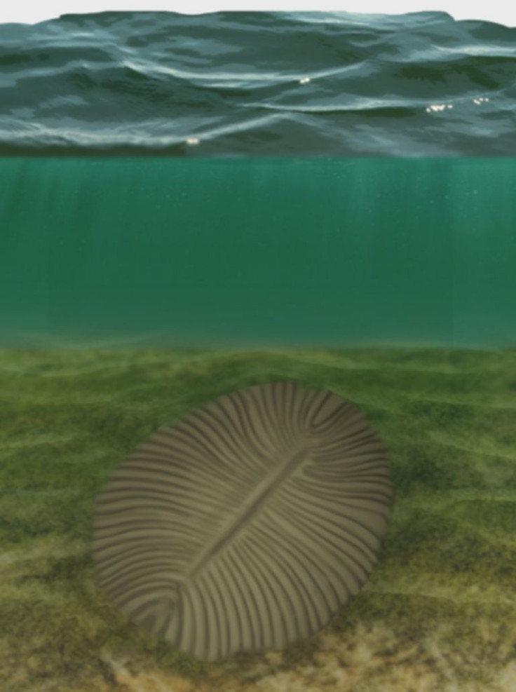 Fossils Of Ancient Flat Sea Animals Tell Us About Evolution, Human Ancestry  In Ocean