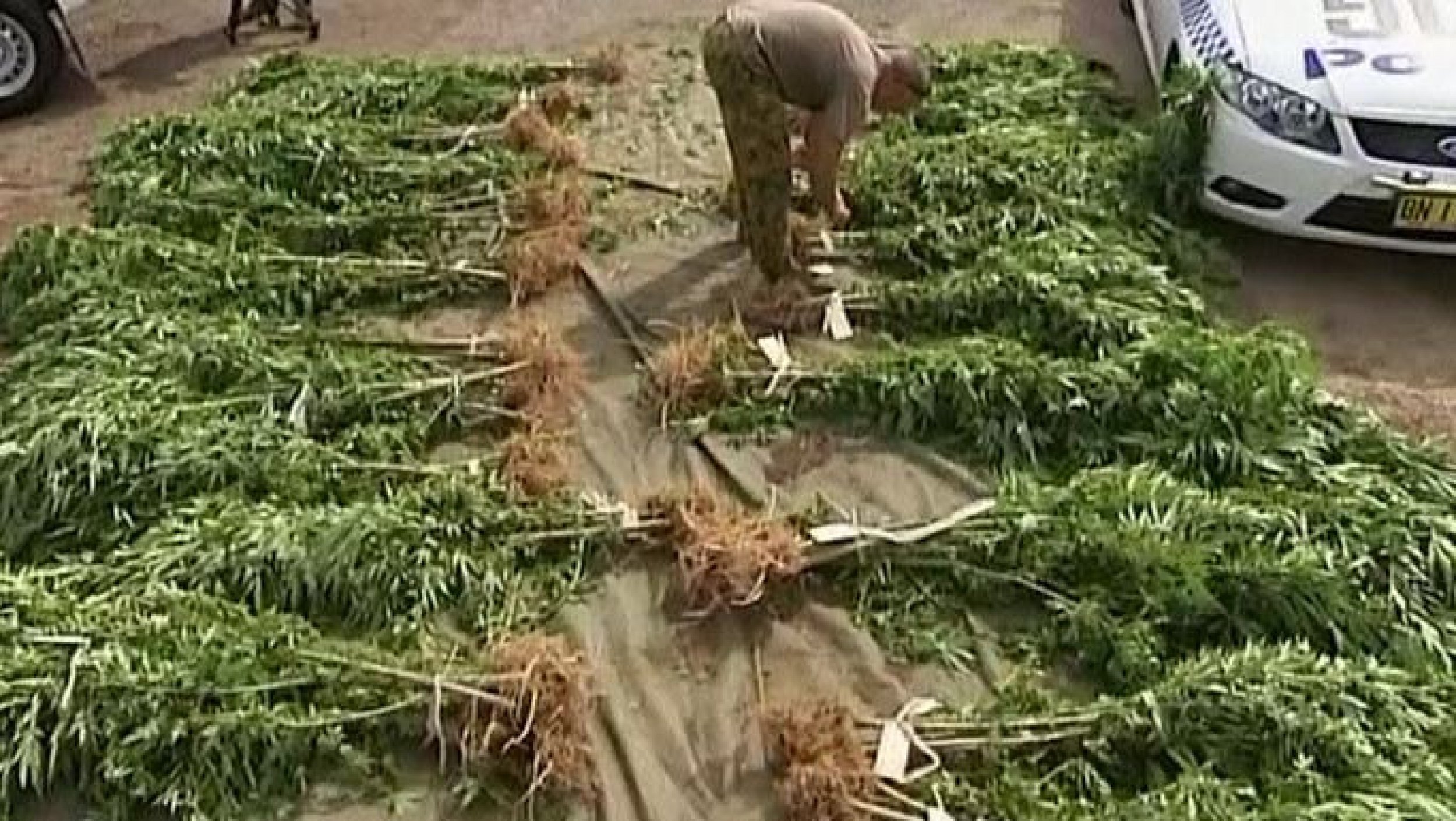 Australian Police Seize Over 300,000 Worth Of Cannabis