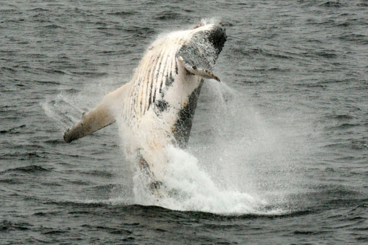 Humpback whale