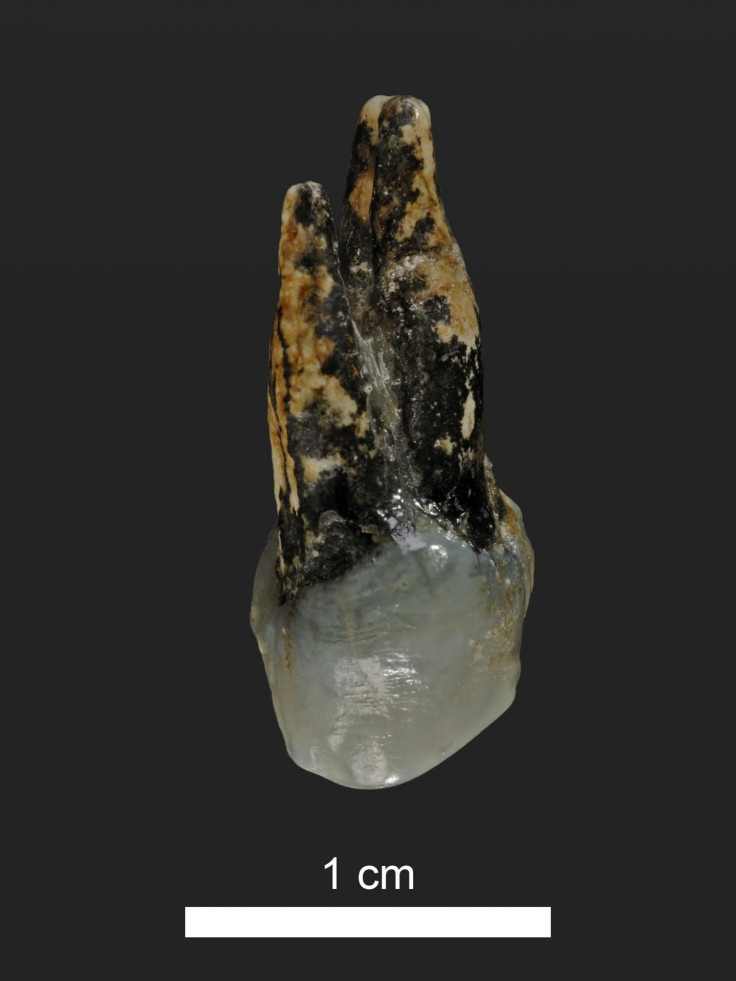 GraecopithecusPremolar