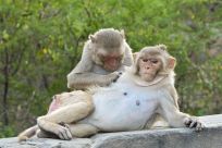 Rhesus_monkeys_grooming1