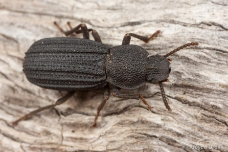 beetle-amnh