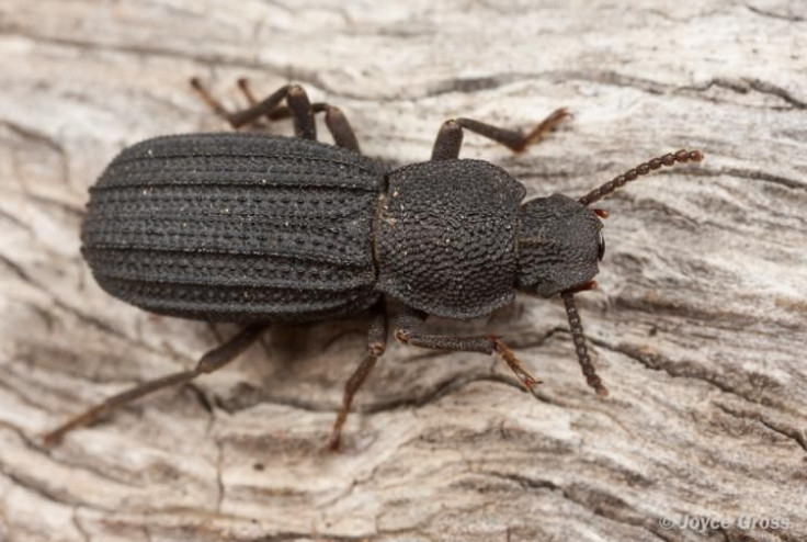 beetle-amnh