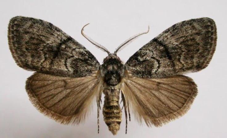 gum-leaf-skeletoniser-moth