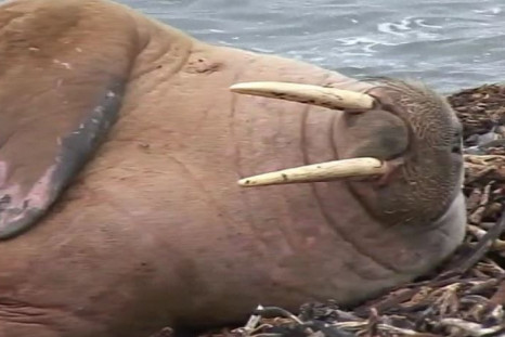 Rare Walrus Sighting Draws Crowd In Scotland