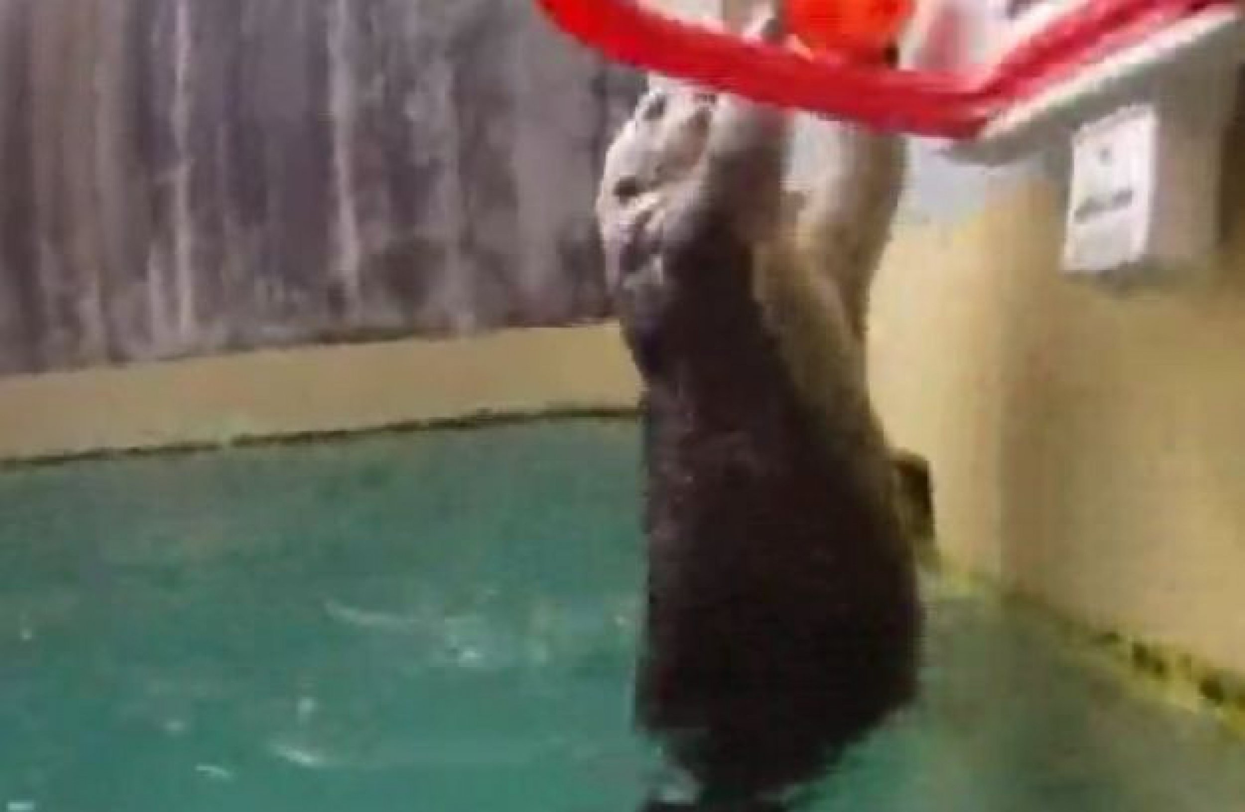 Meet Eddie, The Basketball Shooting Otter