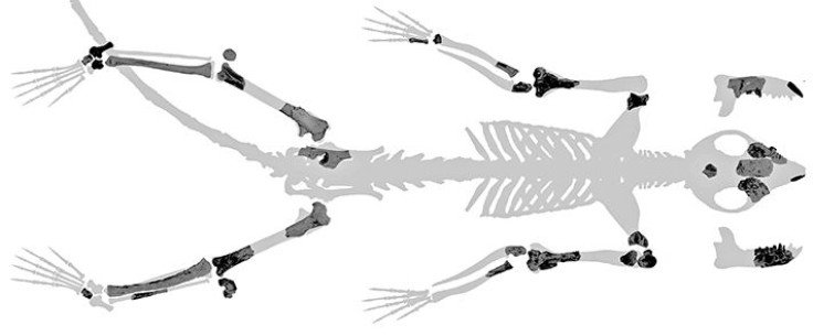 Torrejonia-Wilsoni-skeleton-02