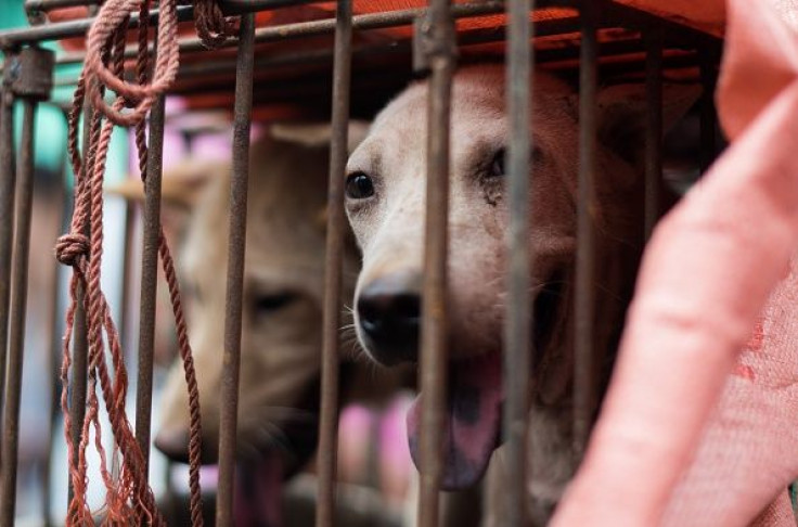 Dog Meat Yulin