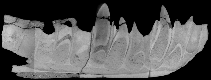 megalosaurus-jawbone