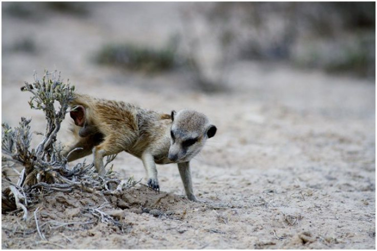 meerkat-scent