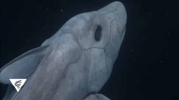 ghost-shark