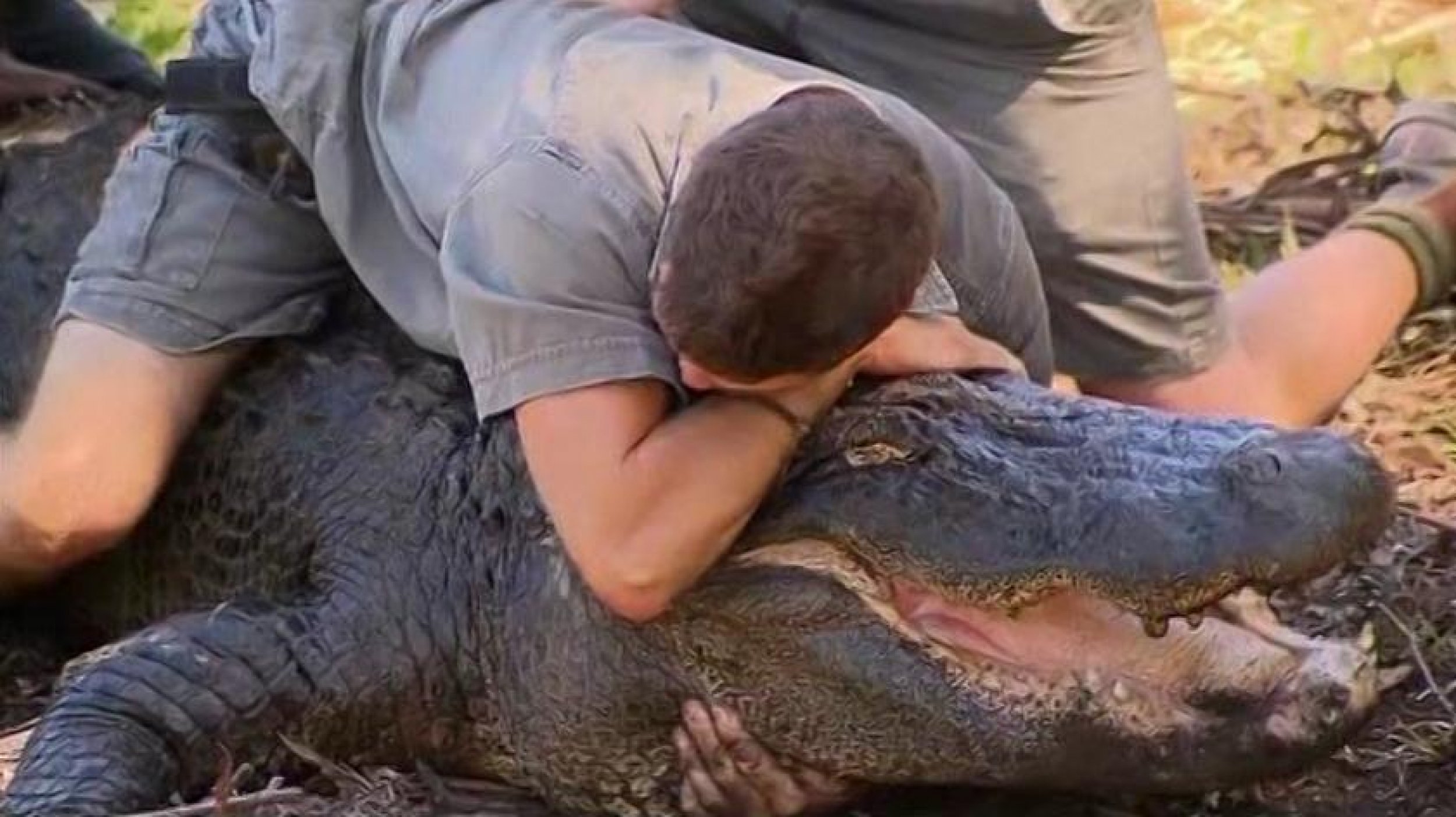 People Wrestle Alligators in Australia to Take the Eggs Away to Safety