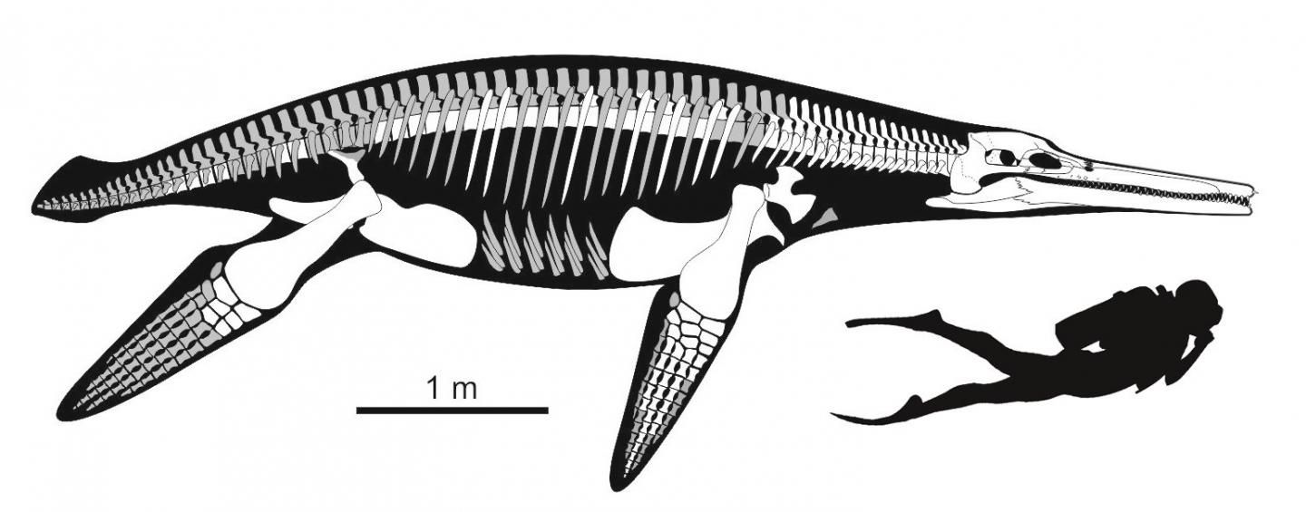 Dinosaur Evolution: Skeleton Shows Diversity Of Marine Reptiles | IBTimes