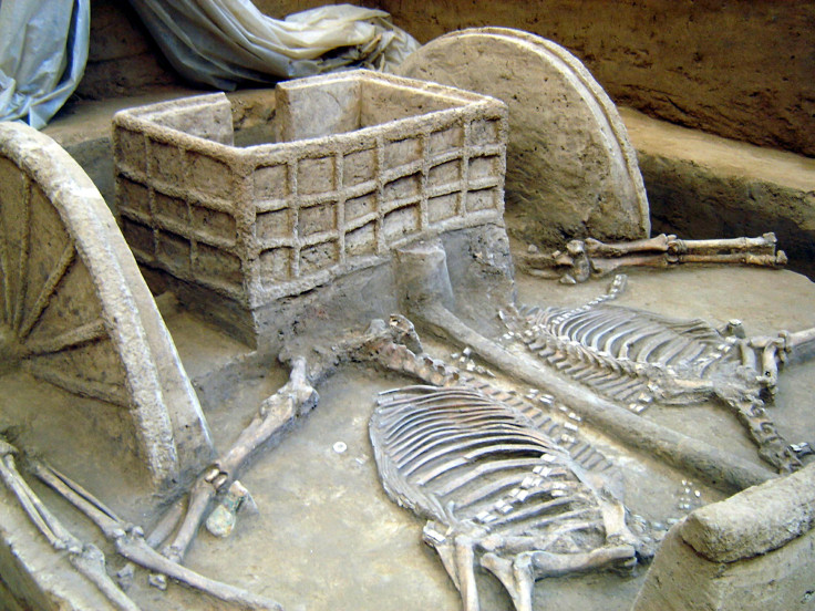 yinxu-chariot-skeleton